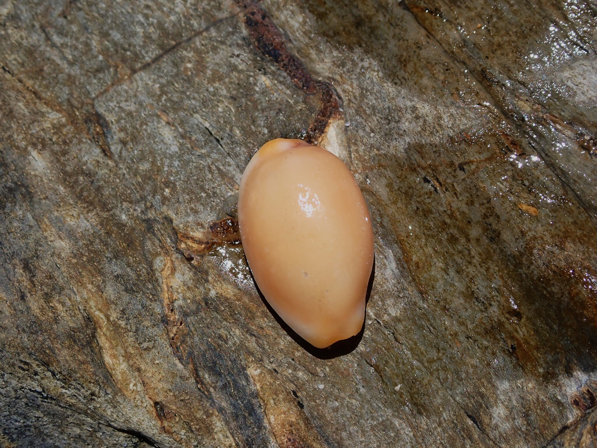 葡萄贝（Staphylaea staphylaea）
