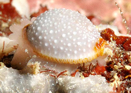 葡萄贝（Staphylaea staphylaea）