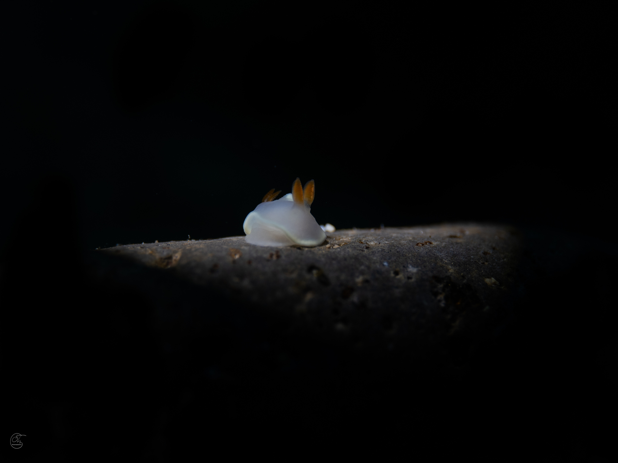 尖鹭海牛[暂]