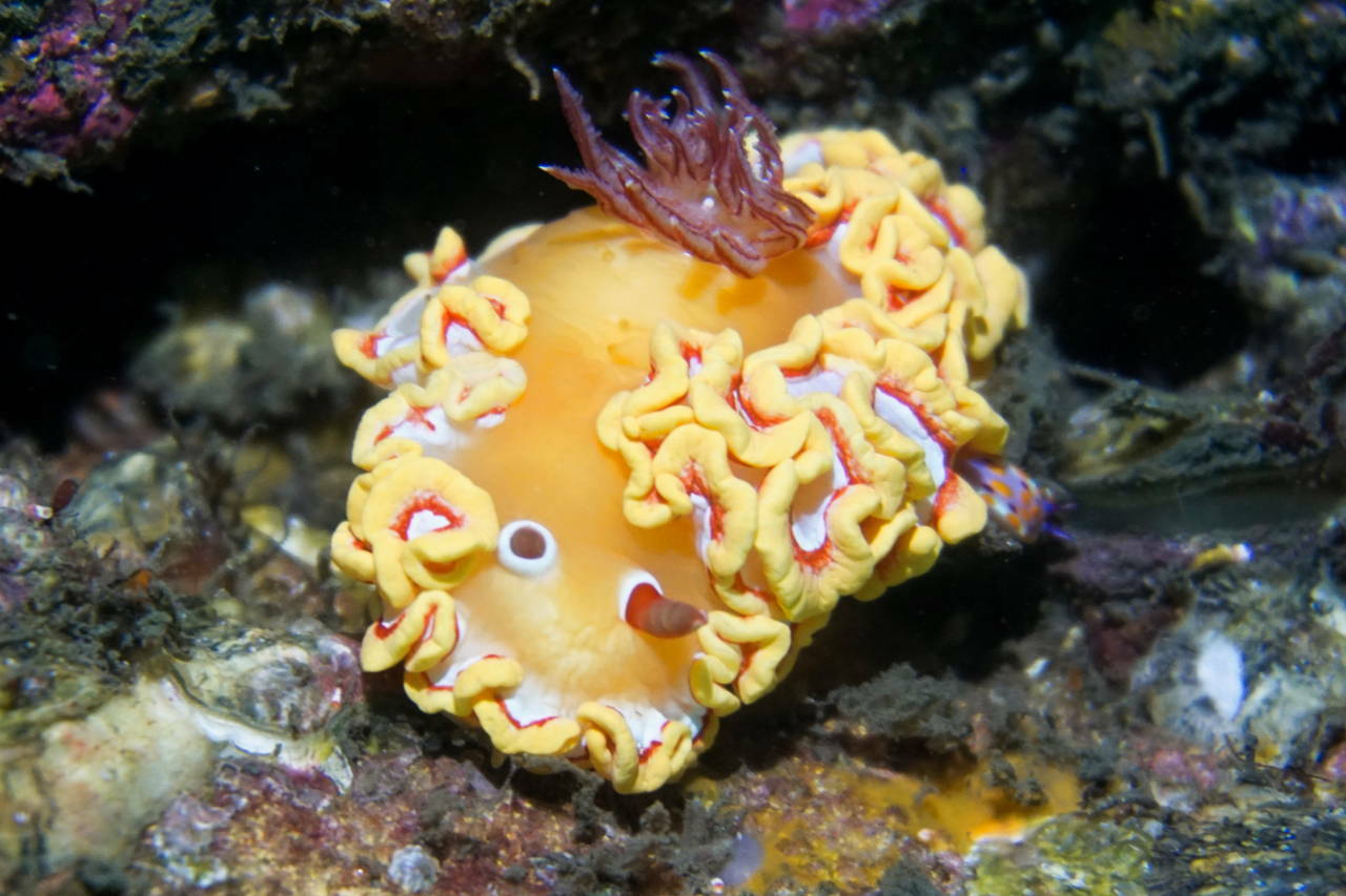 红环鹭海牛[暂]（Ardeadoris rubroannulata）