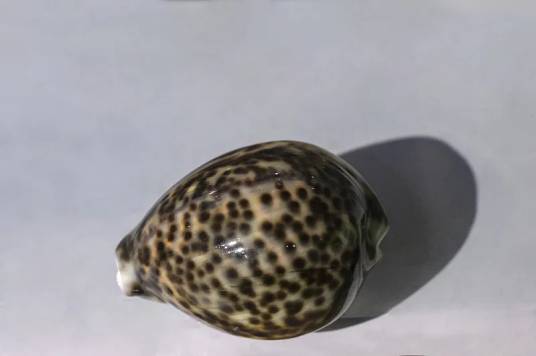 虎斑宝贝
