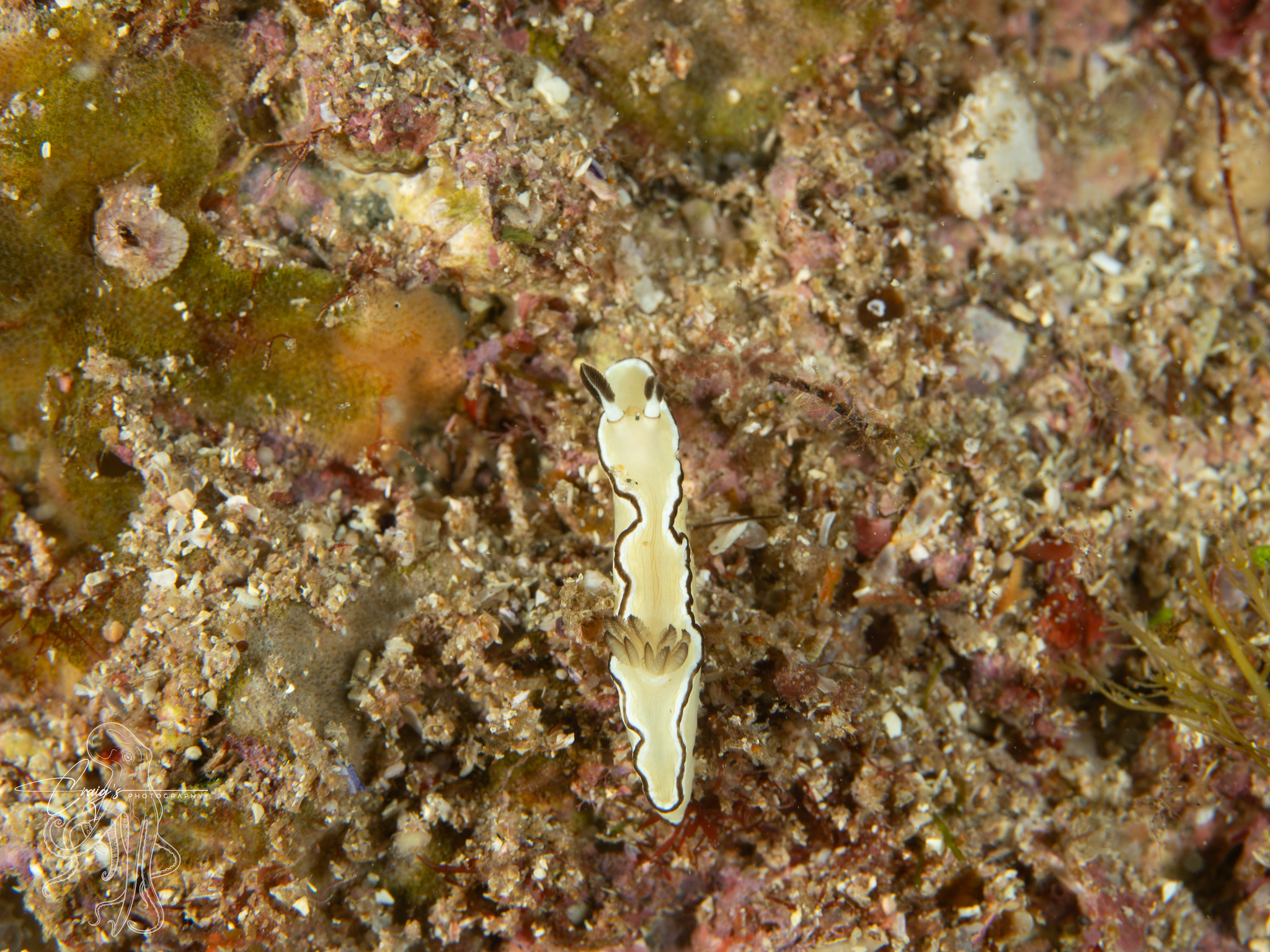 黑边菱缘海牛[暂]（Doriprismatica atromarginata）
