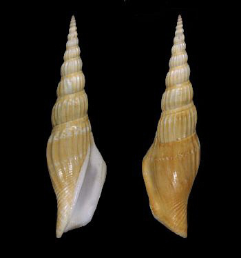 带高凤螺（Doxander vittatus）
