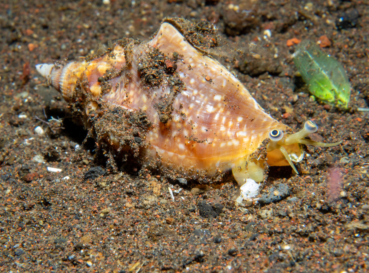 泡丽凤螺（Euprotomus bulla）