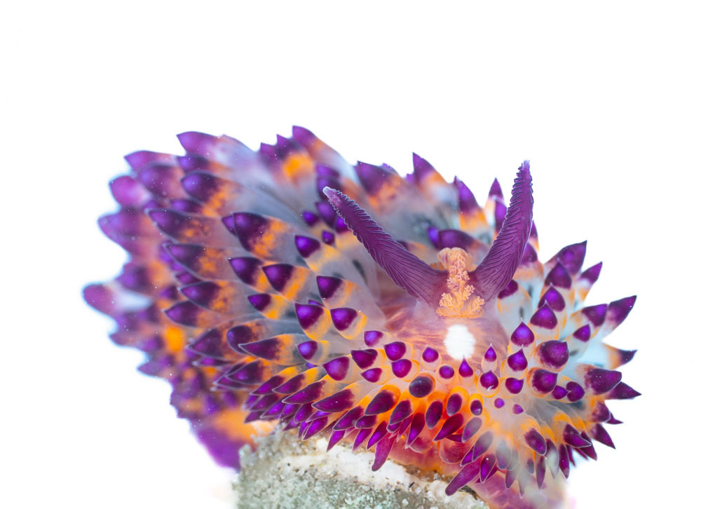 黄环亚努斯海牛（Janolus flavoanulatus）
