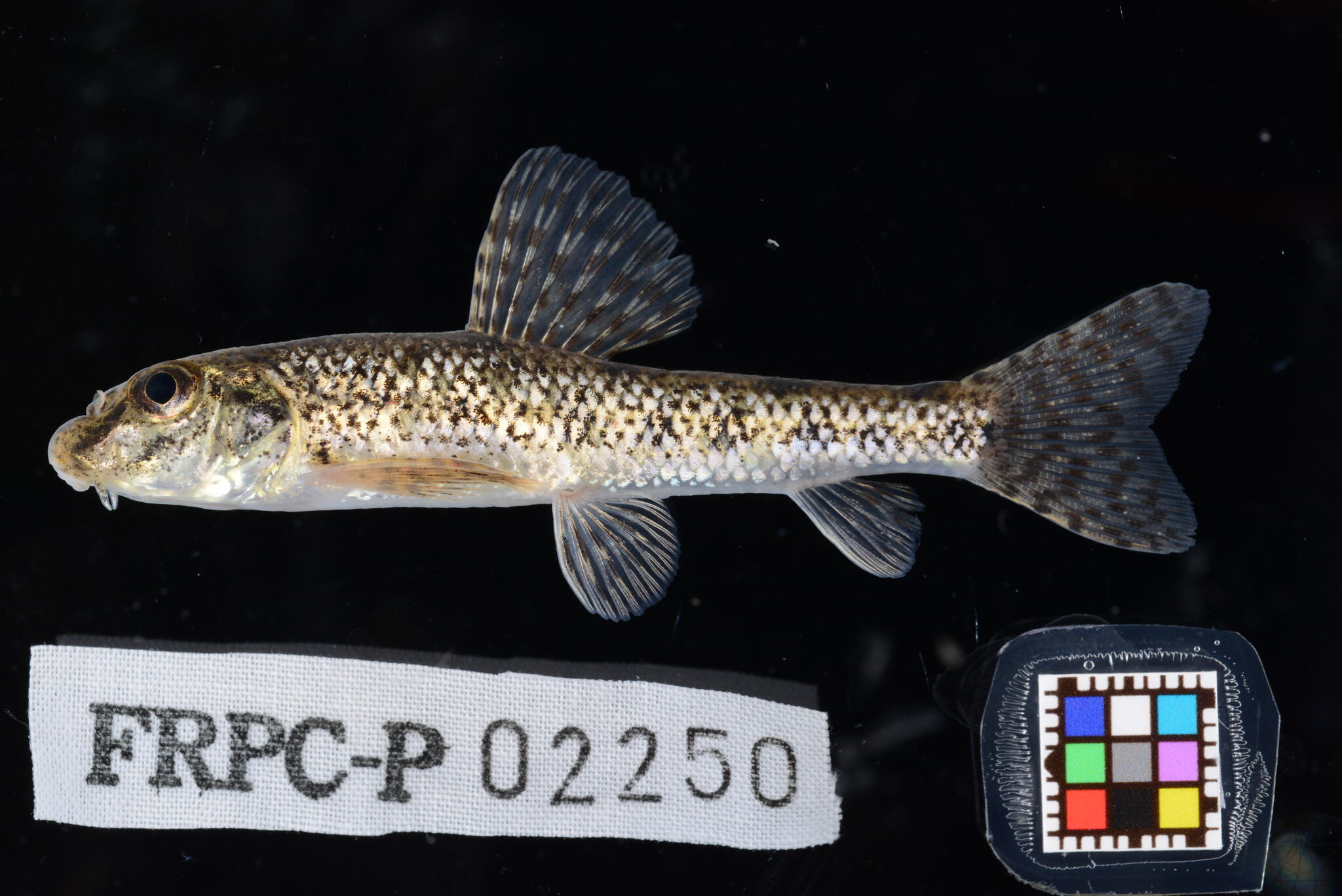 棒花鱼（Abbottina rivularis）