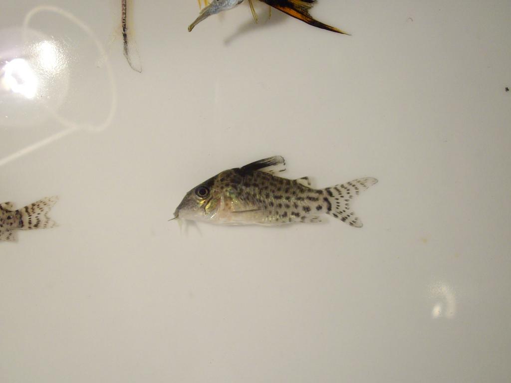 斯威尼豹鼠（Corydoras schwartzi）