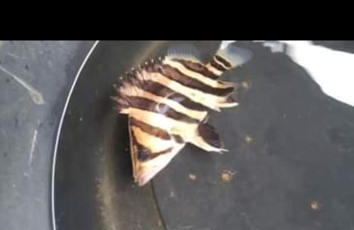 印尼虎鱼（Datnioides microlepis）