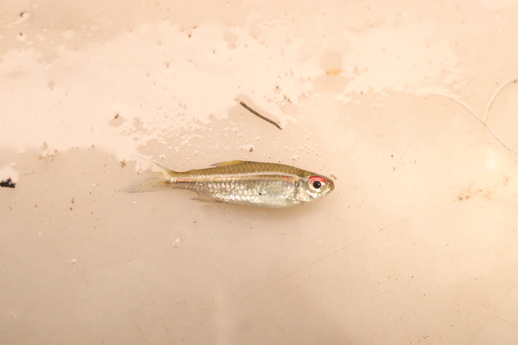 辉光灯（Hemigrammus erythrozonus）