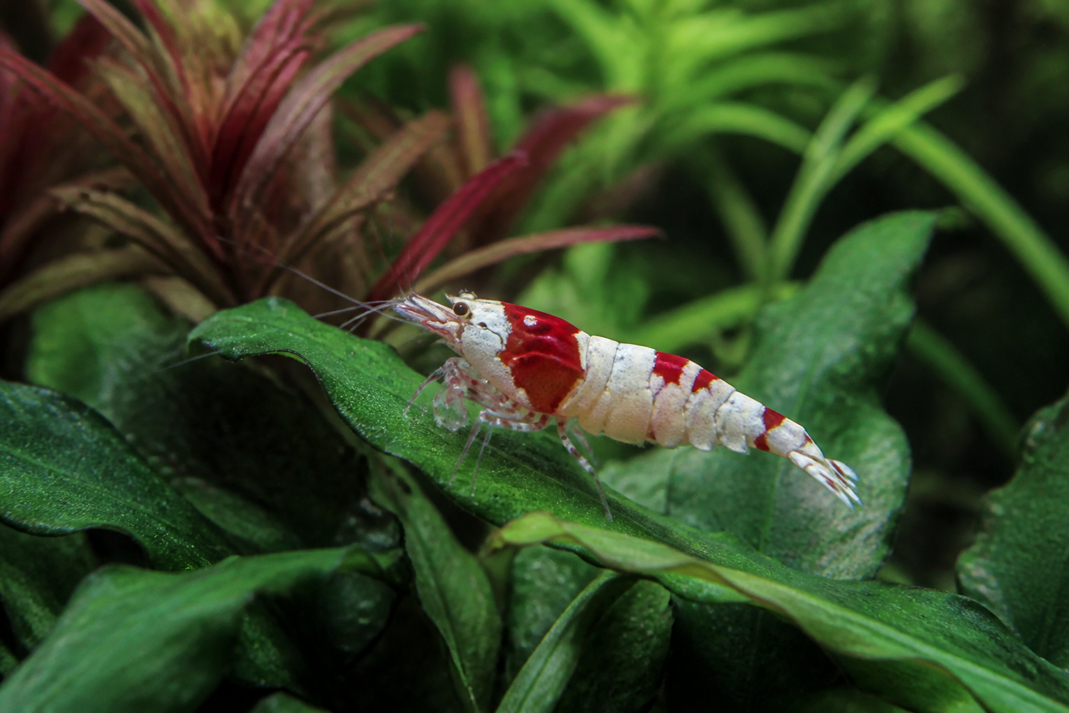 微观生态：水晶红白虾在叶片上觅食