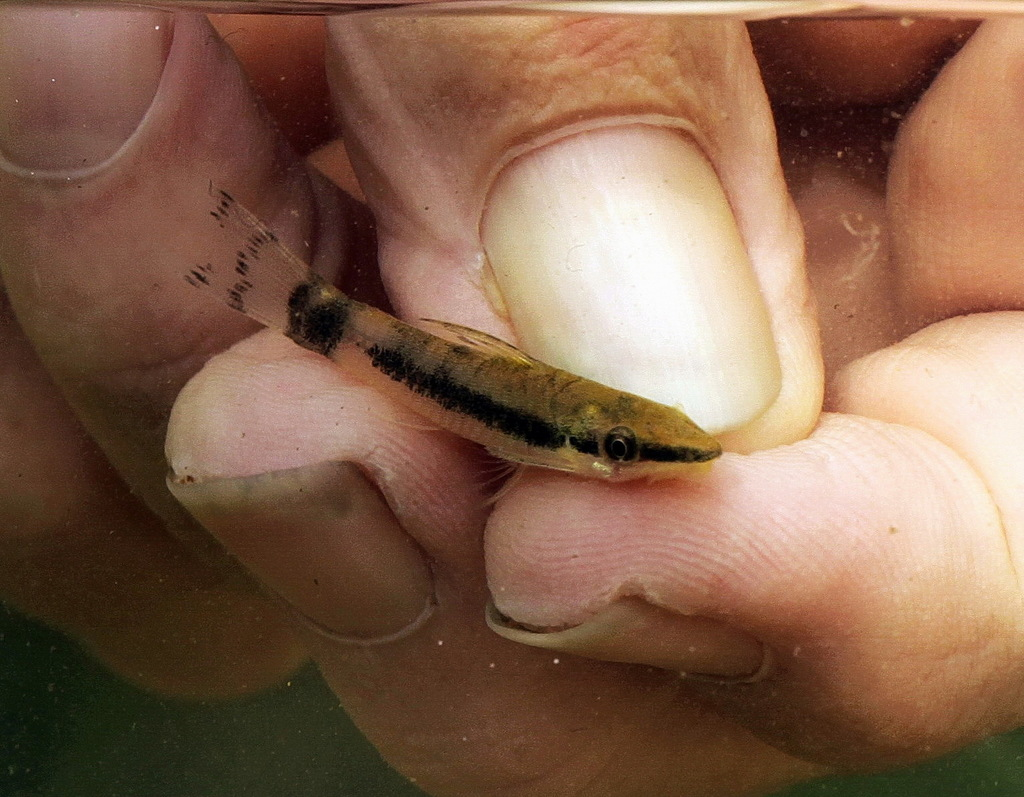 小精灵鼠鱼（Otocinclus macrospilus）