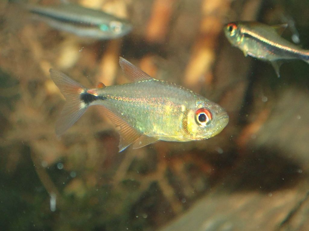 头尾灯（Hemigrammus ocellifer）