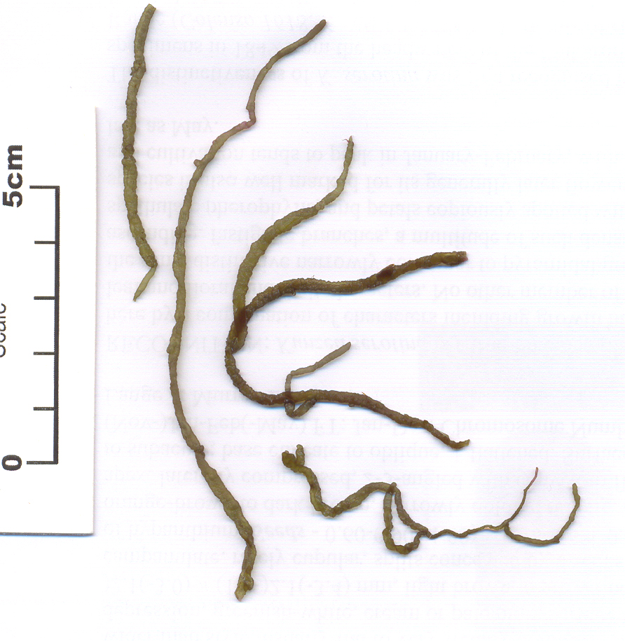 鹿角藻（Staghorn Algae）防治全攻略