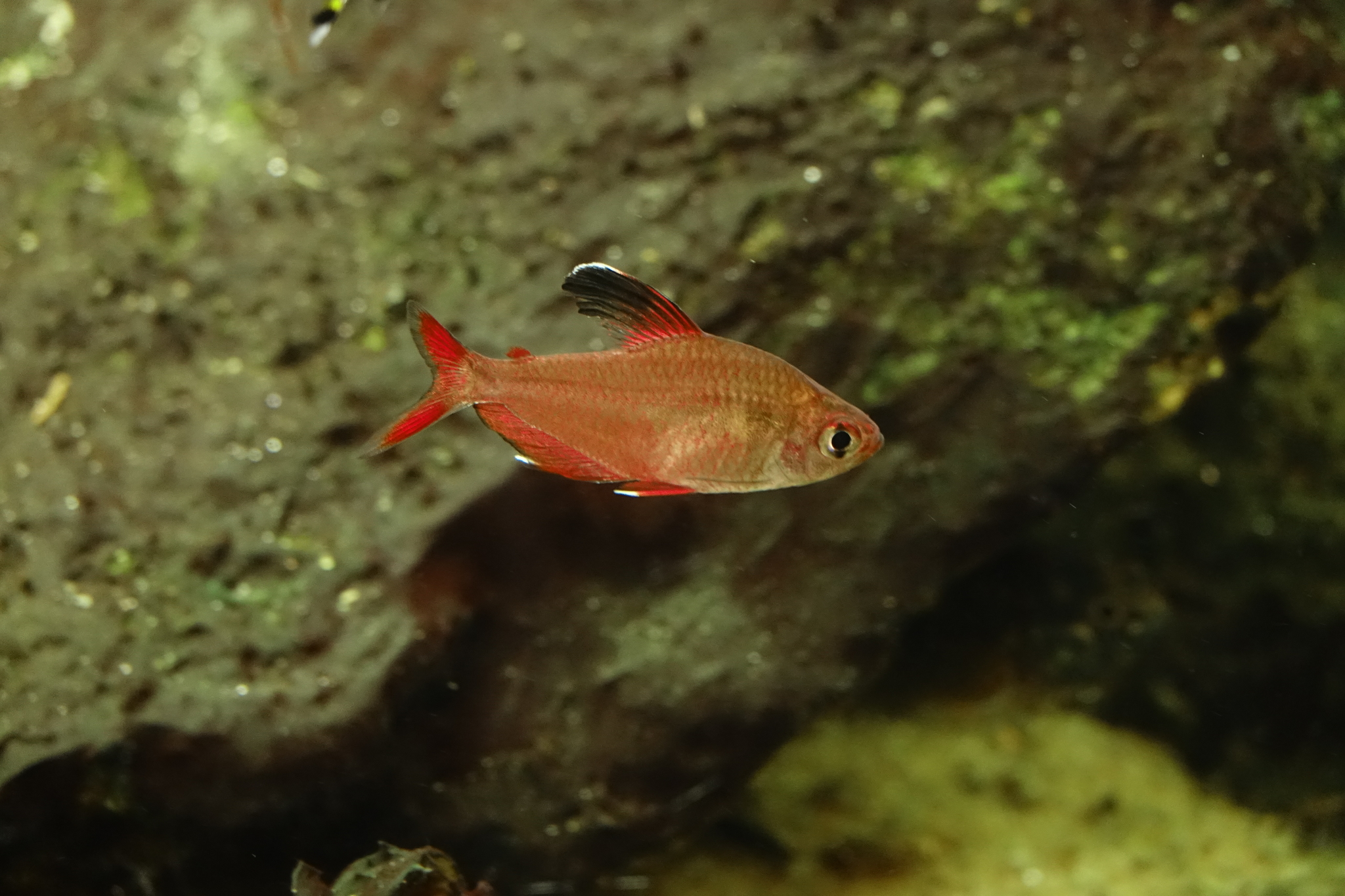 红莲花灯