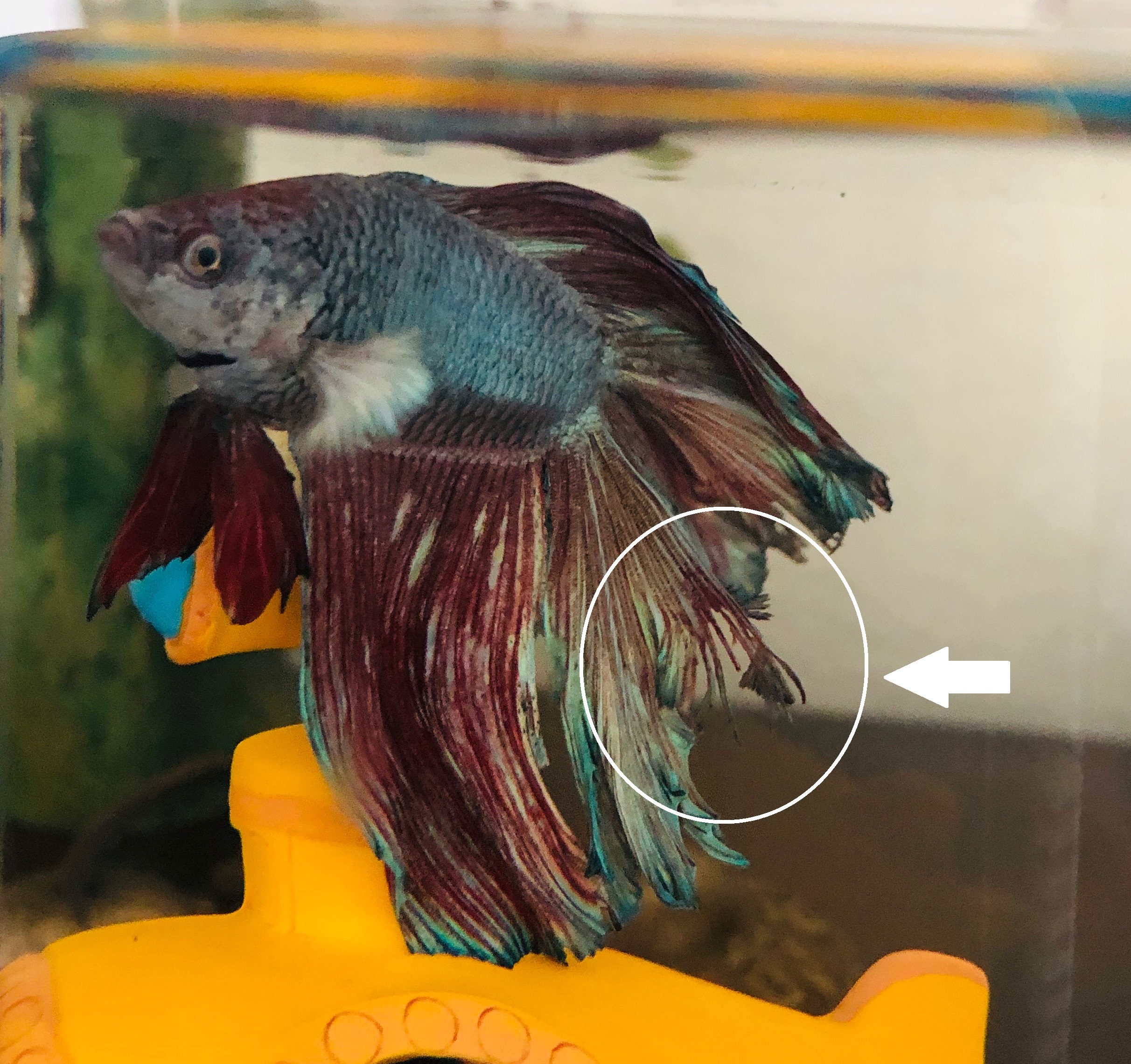 烂鳍病