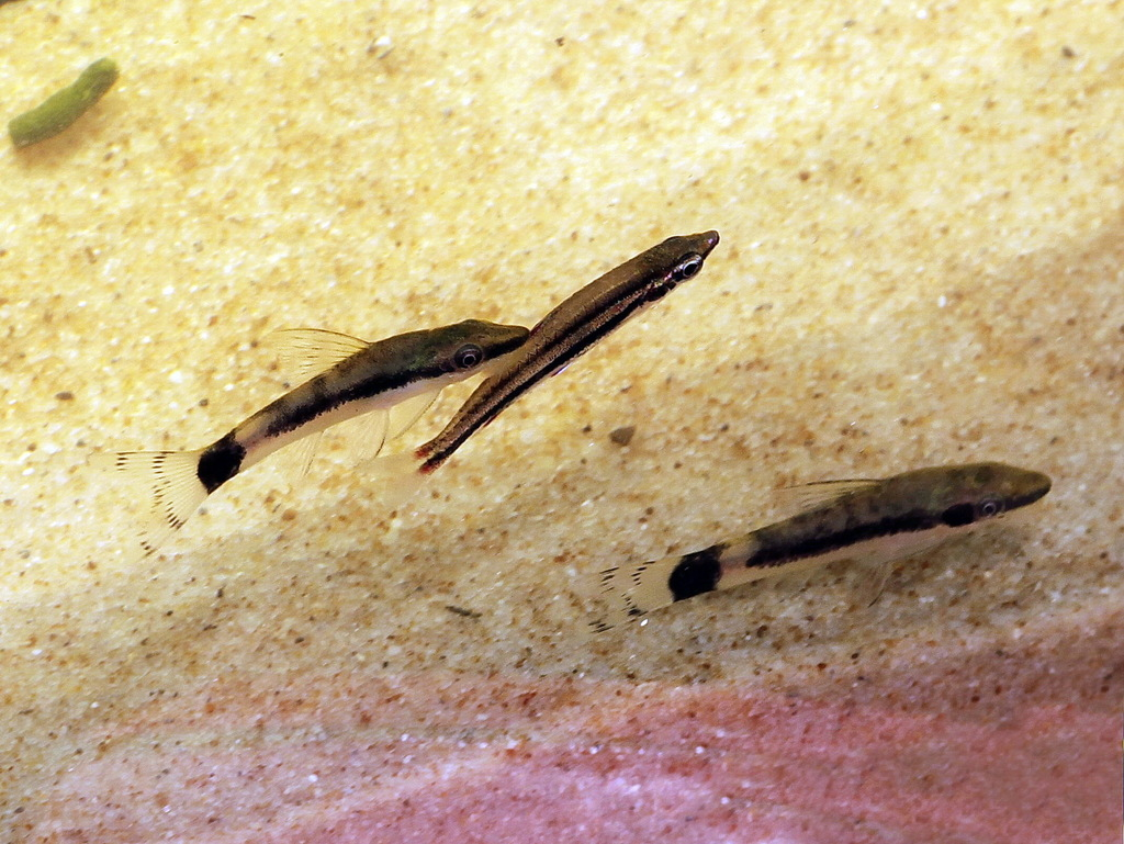 小精灵鼠鱼（Otocinclus macrospilus）