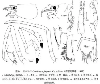 禄丰米虾（Caridina lufengensis）