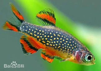 小斑马斑鳉