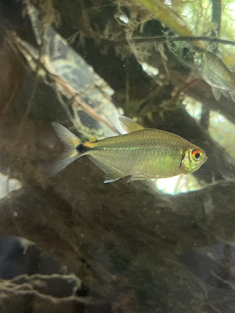 头尾灯（Hemigrammus ocellifer）