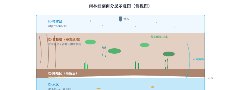 水陆两栖世界：雨林缸开缸完全指南