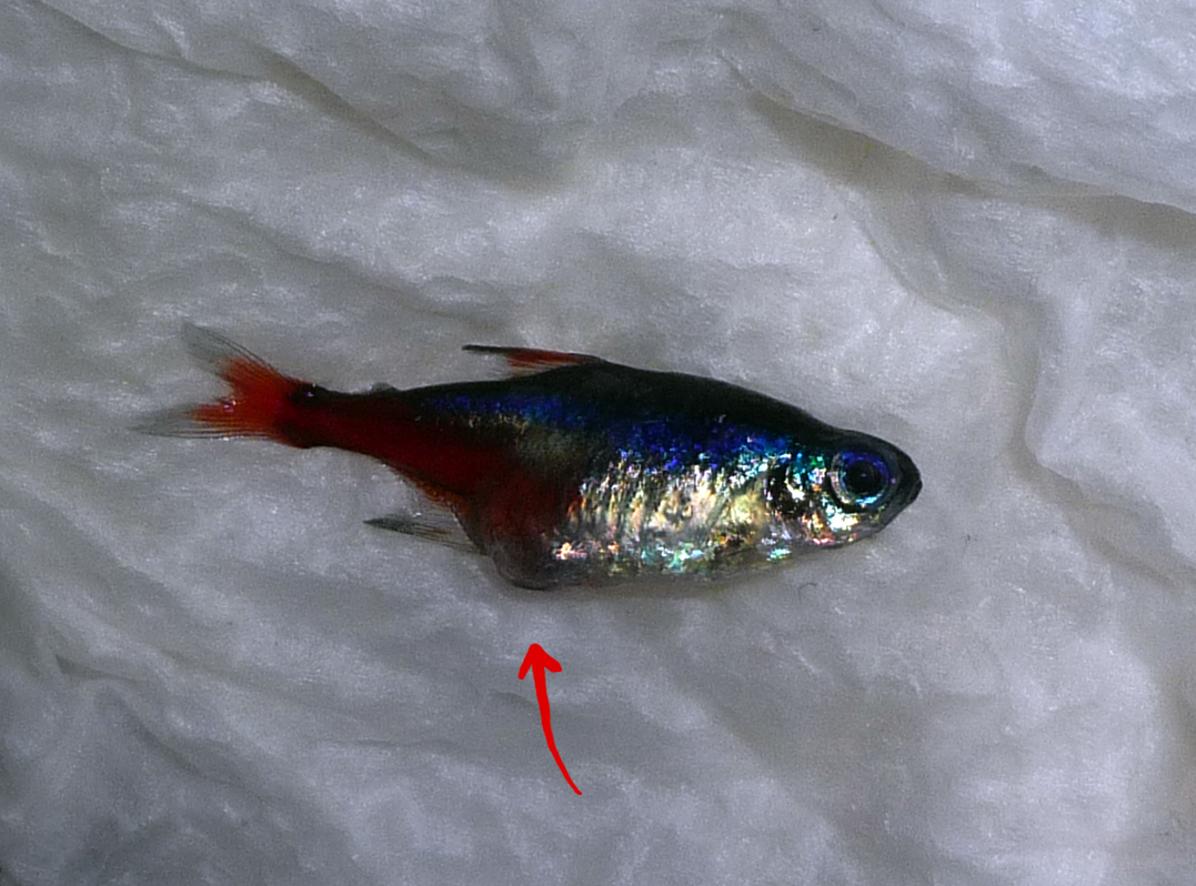 腹水/立鳞病