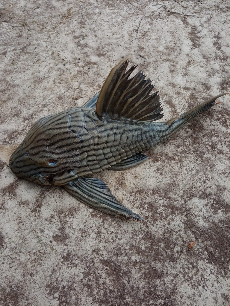 绿皮皇冠豹异型（Panaque nigrolineatus）
