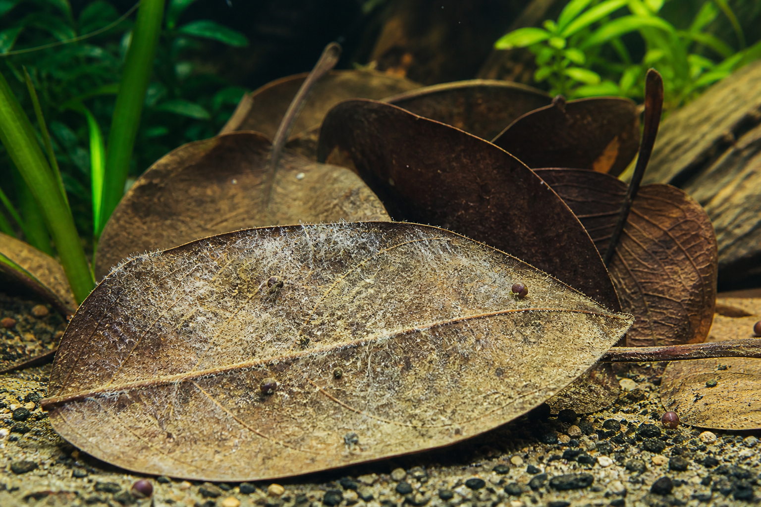 枯叶生态：榄仁叶分解层形成的微生物生物膜
