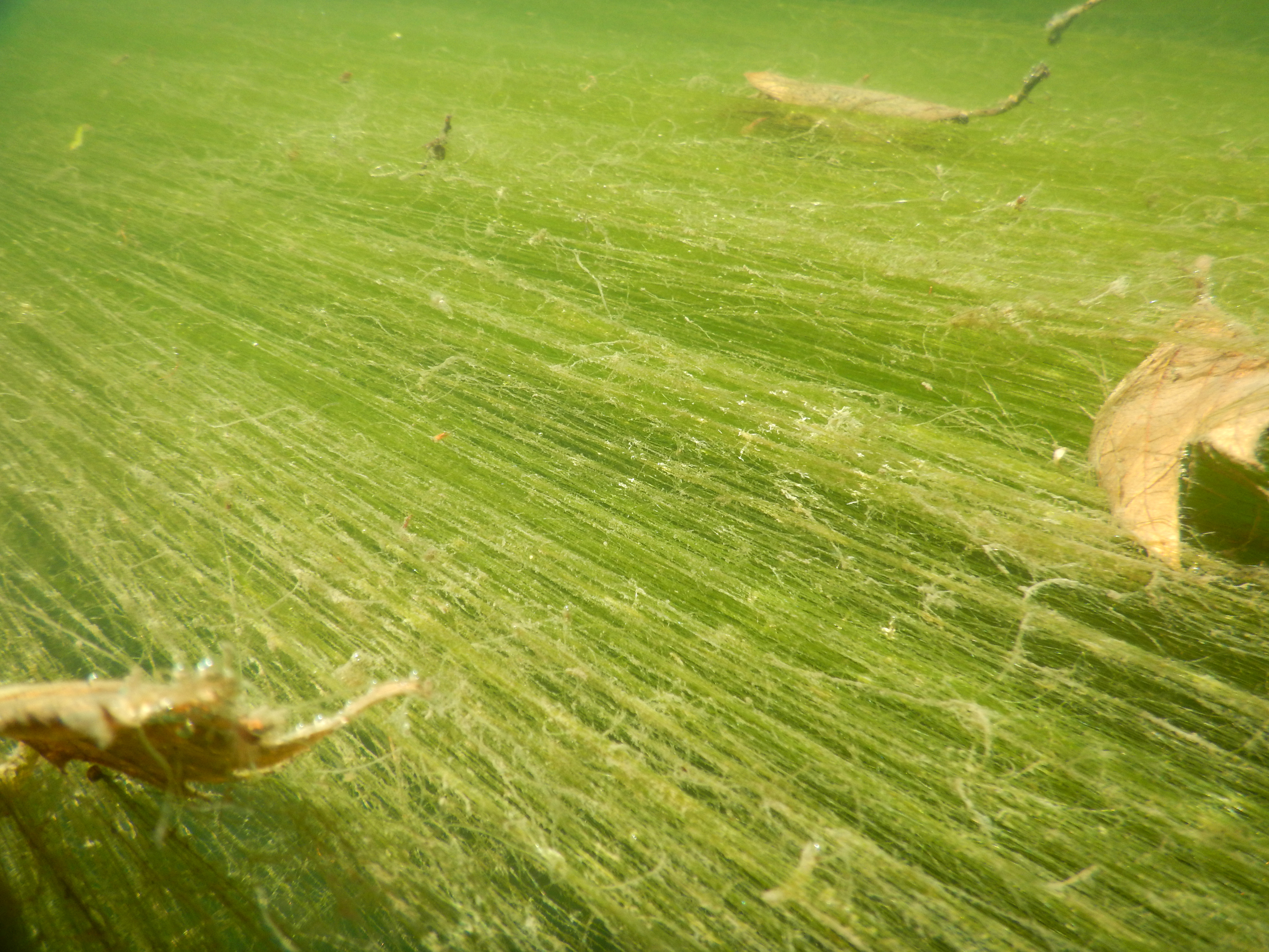 丝藻（Thread Algae）防治全攻略