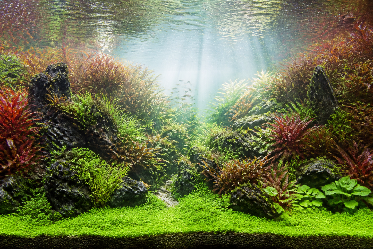 水草缸进阶造景：前景草铺设与光影艺术